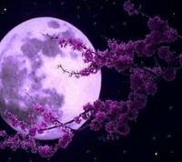 moon, purple