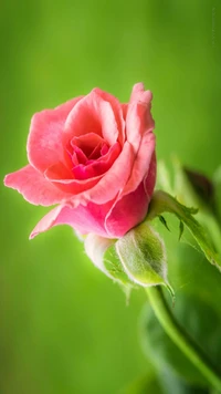 blume, rose