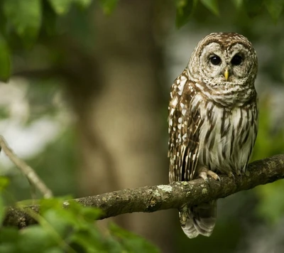 oiseau, chouette, arbre