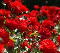 hd, red, roses