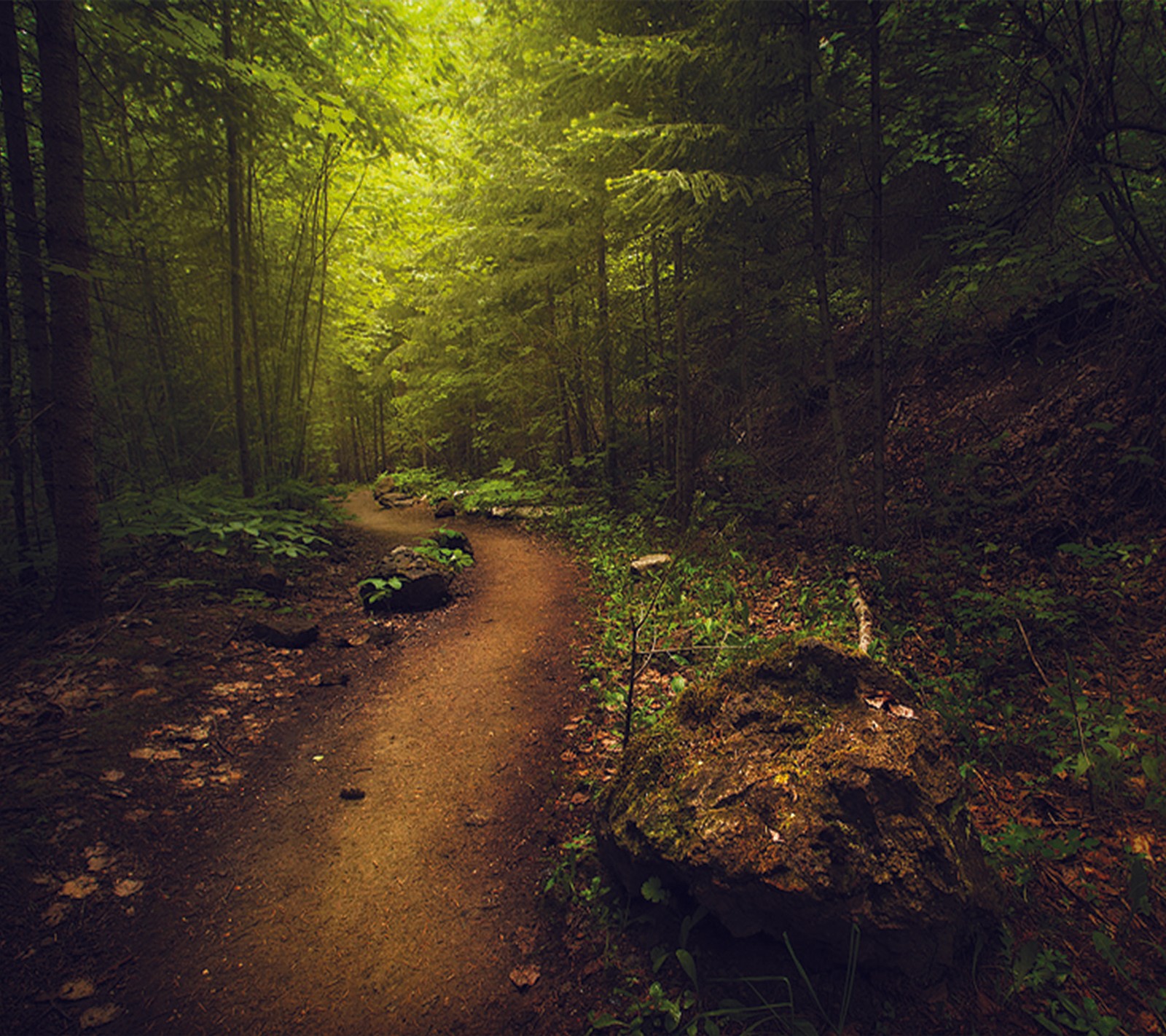 There is a dirt path in the middle of a forest (forest, green)