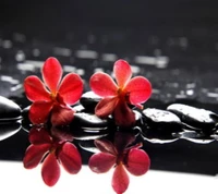 Red Orchids on Smooth Black Rocks