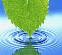 Nature's Reflection: A Leaf Over Water Ripples