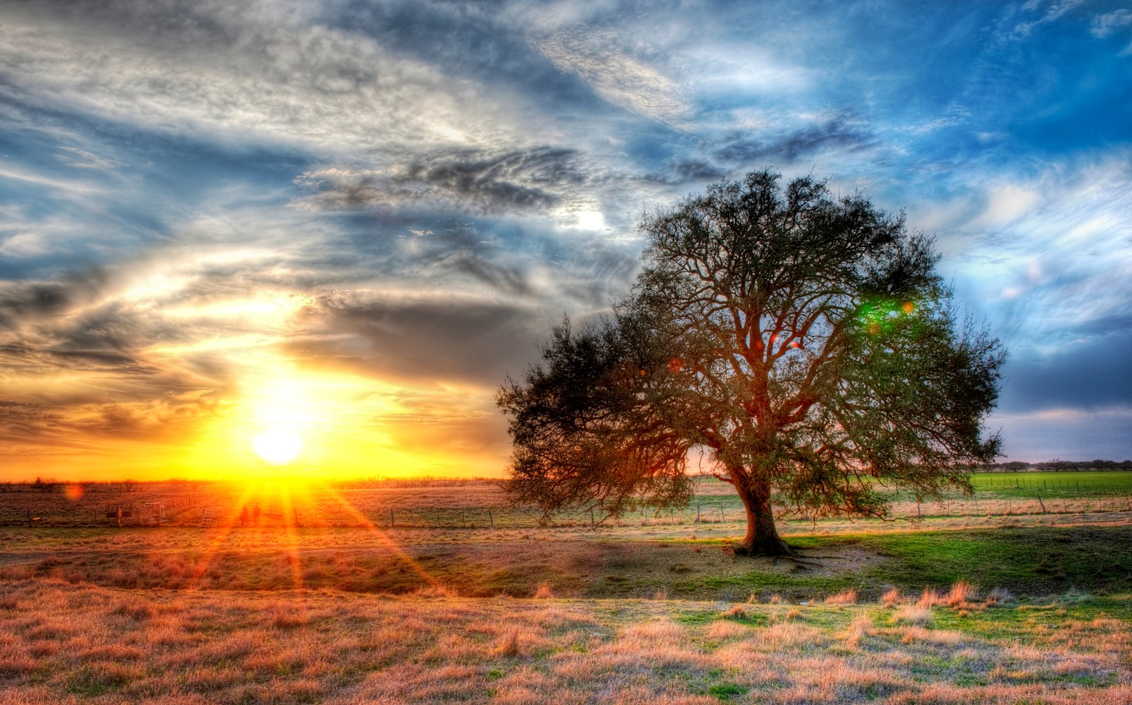 Un arbre dans un champ avec le soleil se couchant derrière lui (texas, paysage, arbre, nuage, matin)