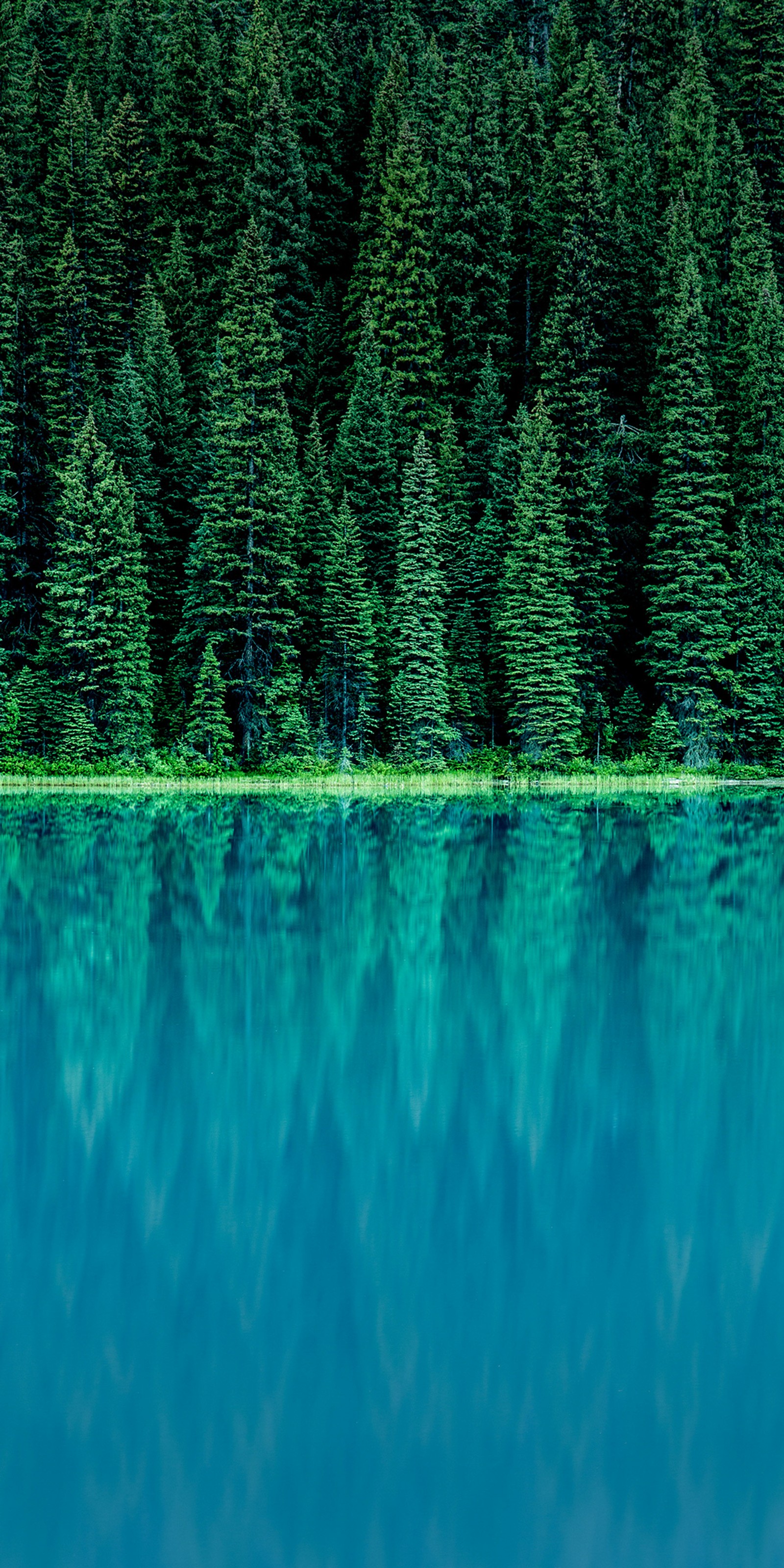 Trees are reflected in the water of a lake surrounded by green grass (lg, lg g6, finance, nature, green)