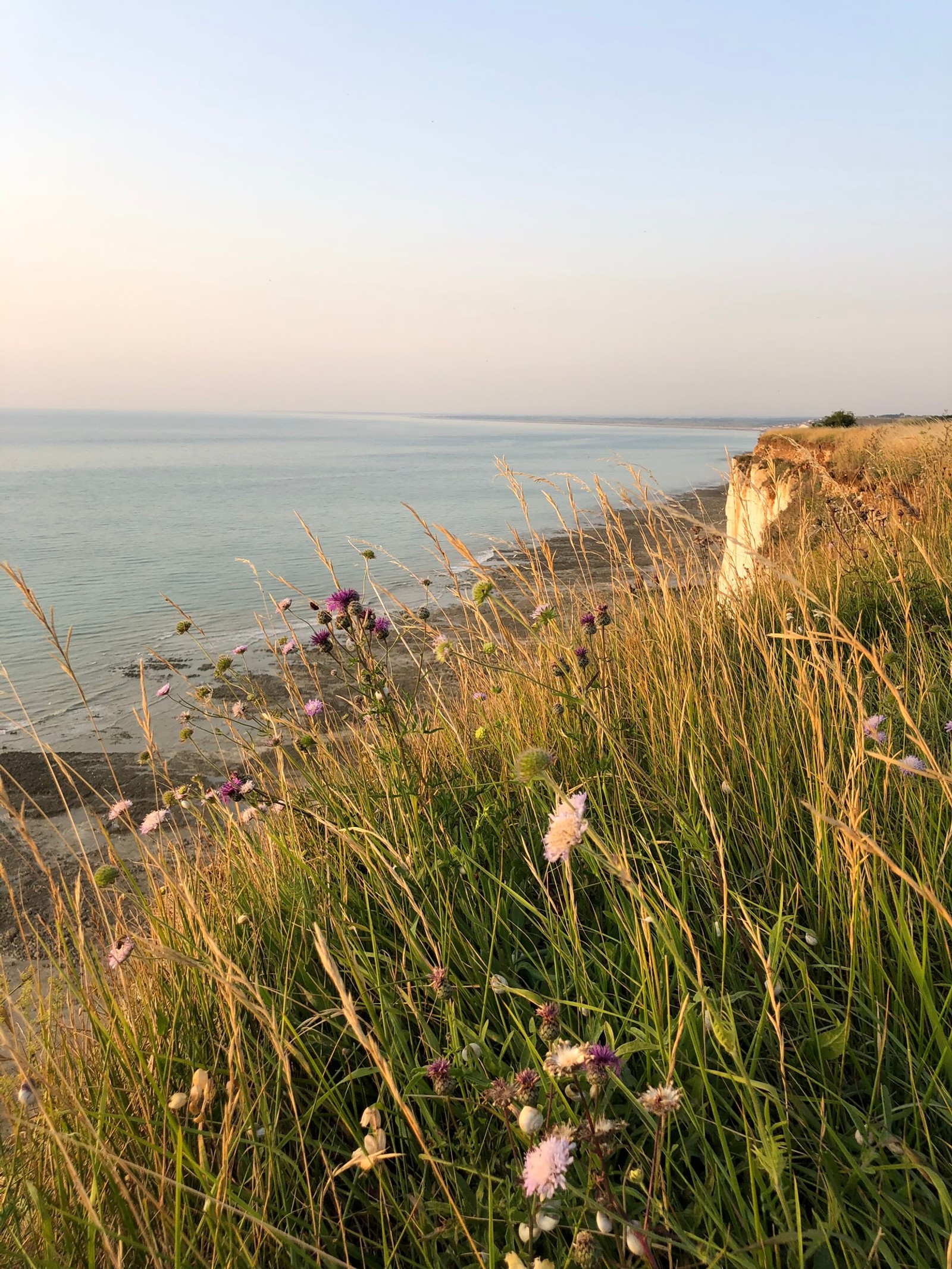 Téléchargez le fond d'écran la côte, herbes, communauté végétale, rivage, horizon