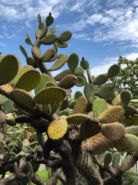 Vibrant Prickly Pear Cactus in Shrubland Biome