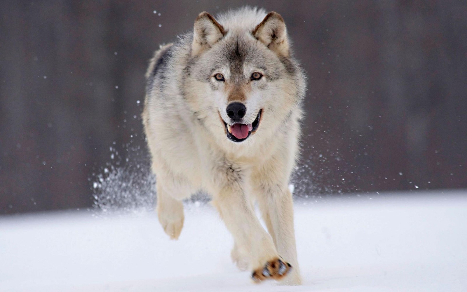 Hay un lobo corriendo en la nieve con la boca abierta (lobo ártico, perro, canidae, perro de groenlandia, raza de perro)