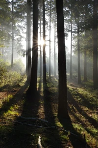 natur, baum, wald, pflanze, atmosphäre