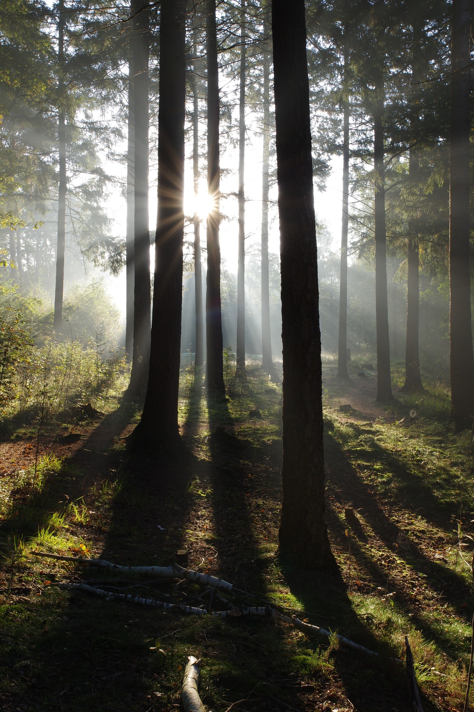 Luz del sol brillando a través de los árboles en un bosque con un tronco (naturaleza, árbol, bosque, planta, atmósfera)