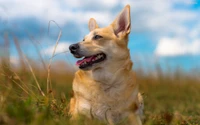 Cão Canaan dourado relaxando em um campo gramado sob um céu azul