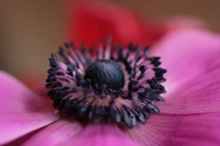 Close-up de uma pétala de flor rosa com detalhes de pólen