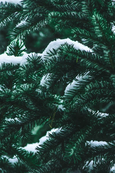 Ramos cobertos de neve de um abeto balsâmico, exibindo agulhas verdes vibrantes em meio a uma paisagem de inverno.