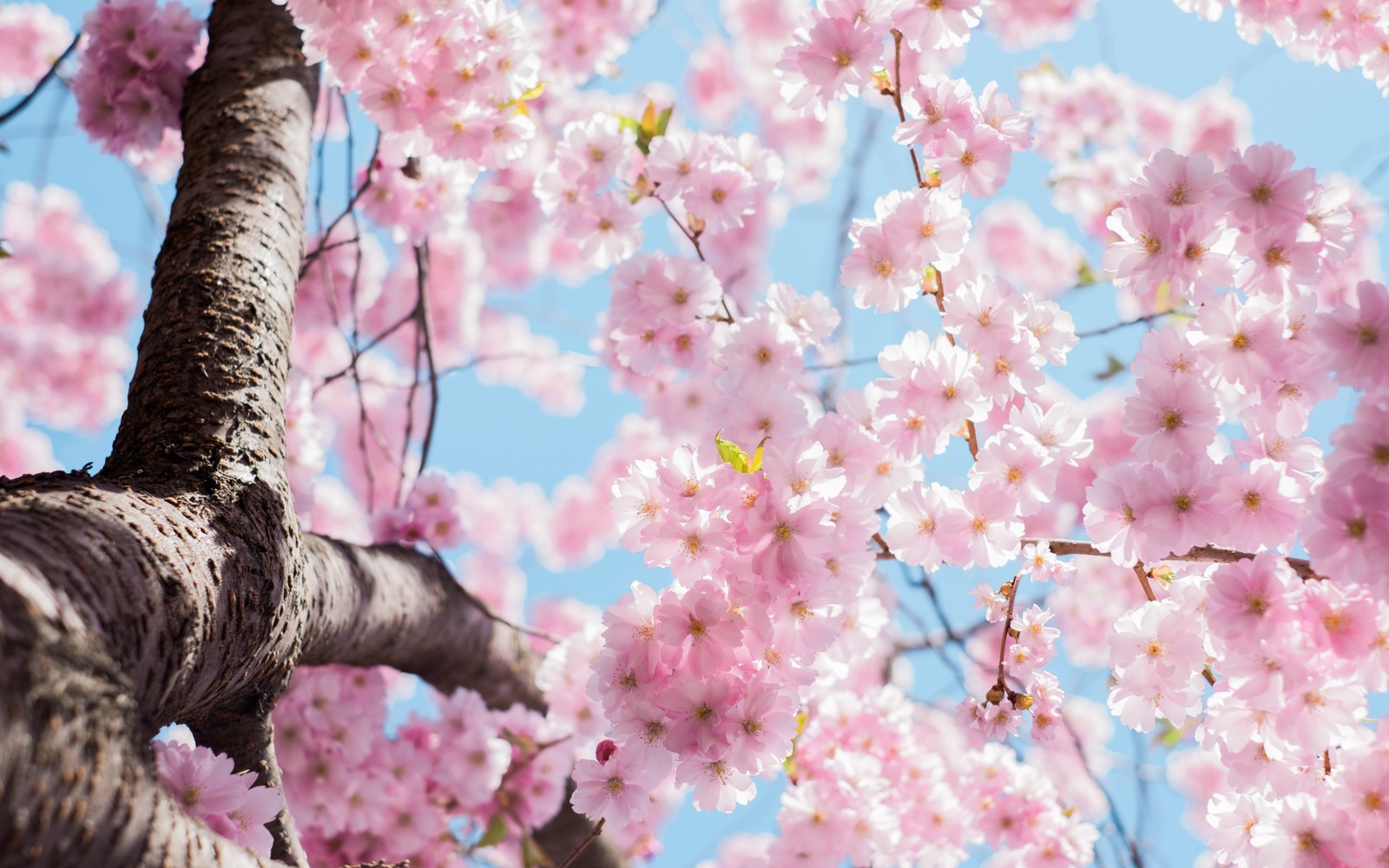 A close up of a tree with pink flowers in the sky (cherry blossom, cherry, flower, plant, petal)