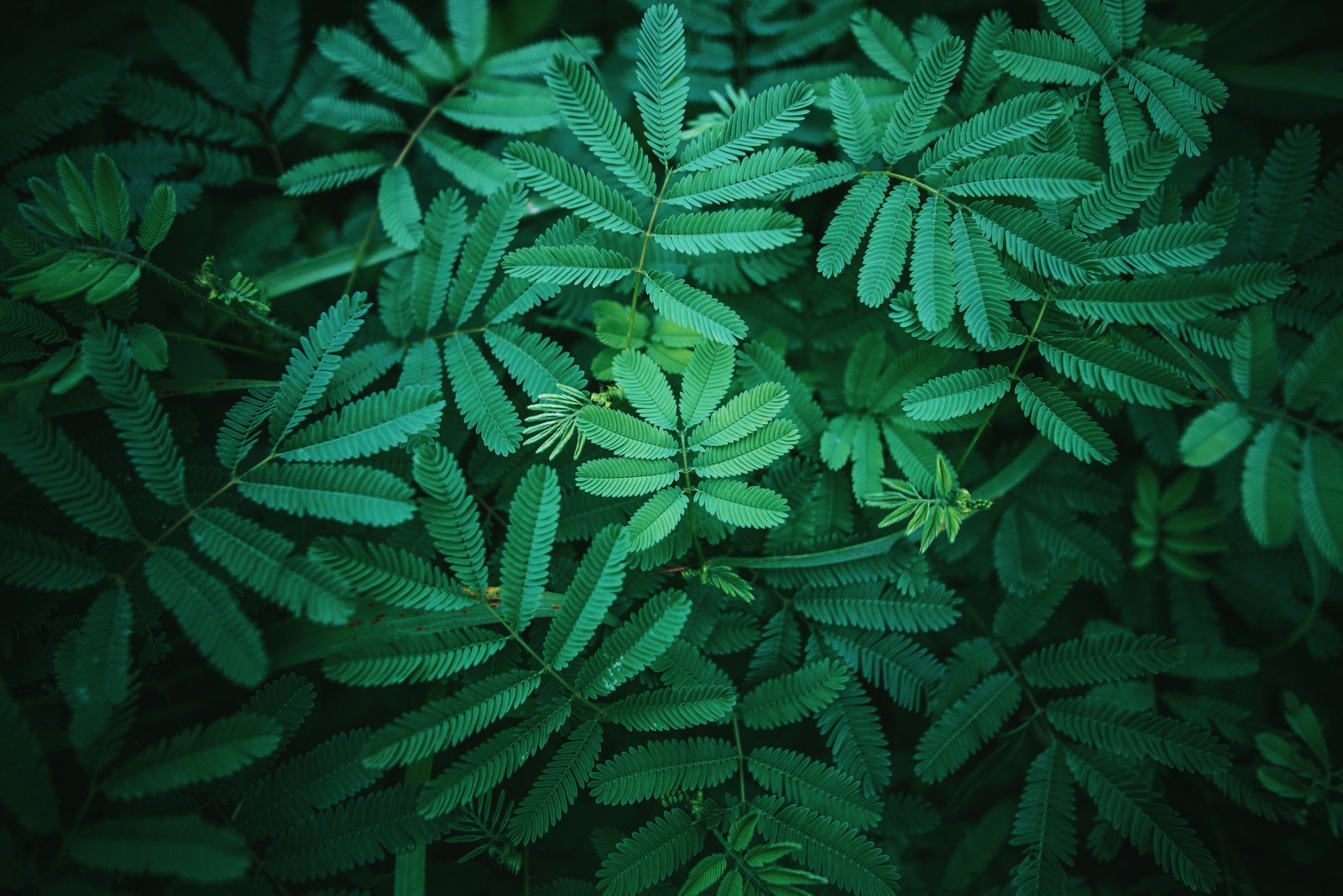 A close up of a plant with green leaves on a dark background (leaves, green, spring, 5k, nature)