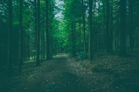 Sentier serein à travers une forêt de sapins luxuriante