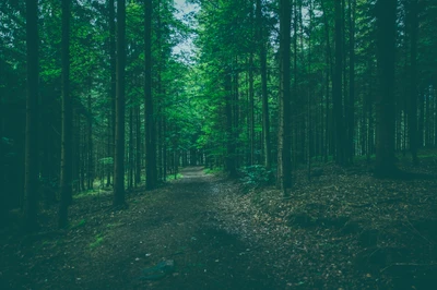 Camino sereno a través de un frondoso bosque de abetos