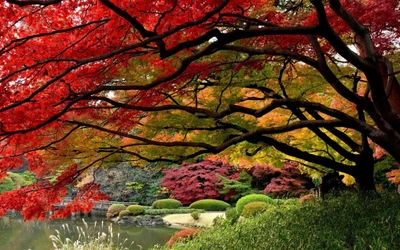 Lebendiger japanischer Garten im Herbst mit einem auffälligen Ahornbaum und buntem Laub, das sich im ruhigen Wasser spiegelt.