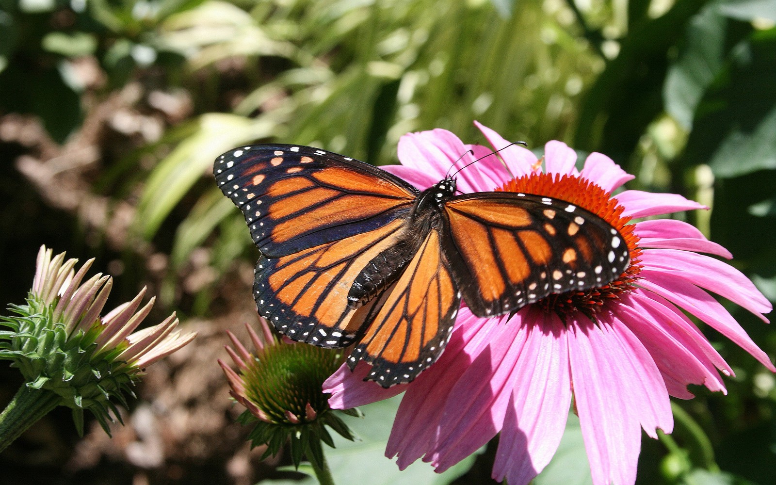 Il y a un papillon qui est assis sur une fleur (insecte, papillon monarque, papillons de nuit et papillons, papillon, invertébré)