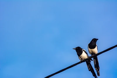 Two Perching Birds on a Branch Against a Blue Sky