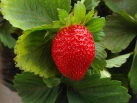 Vibrant red strawberry nestled among lush green leaves.