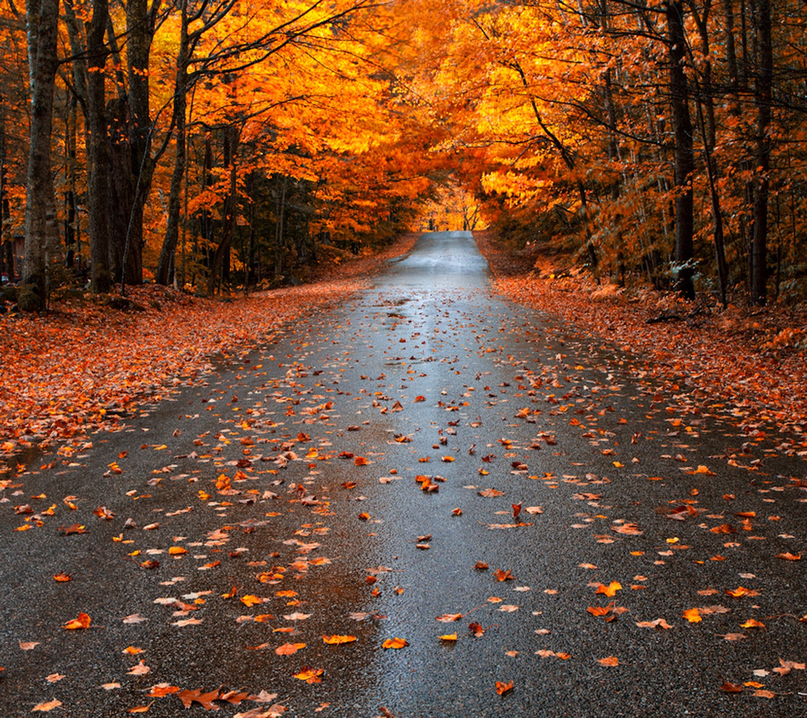 autumn, fall, leaves, pretty, road Download Wallpaper