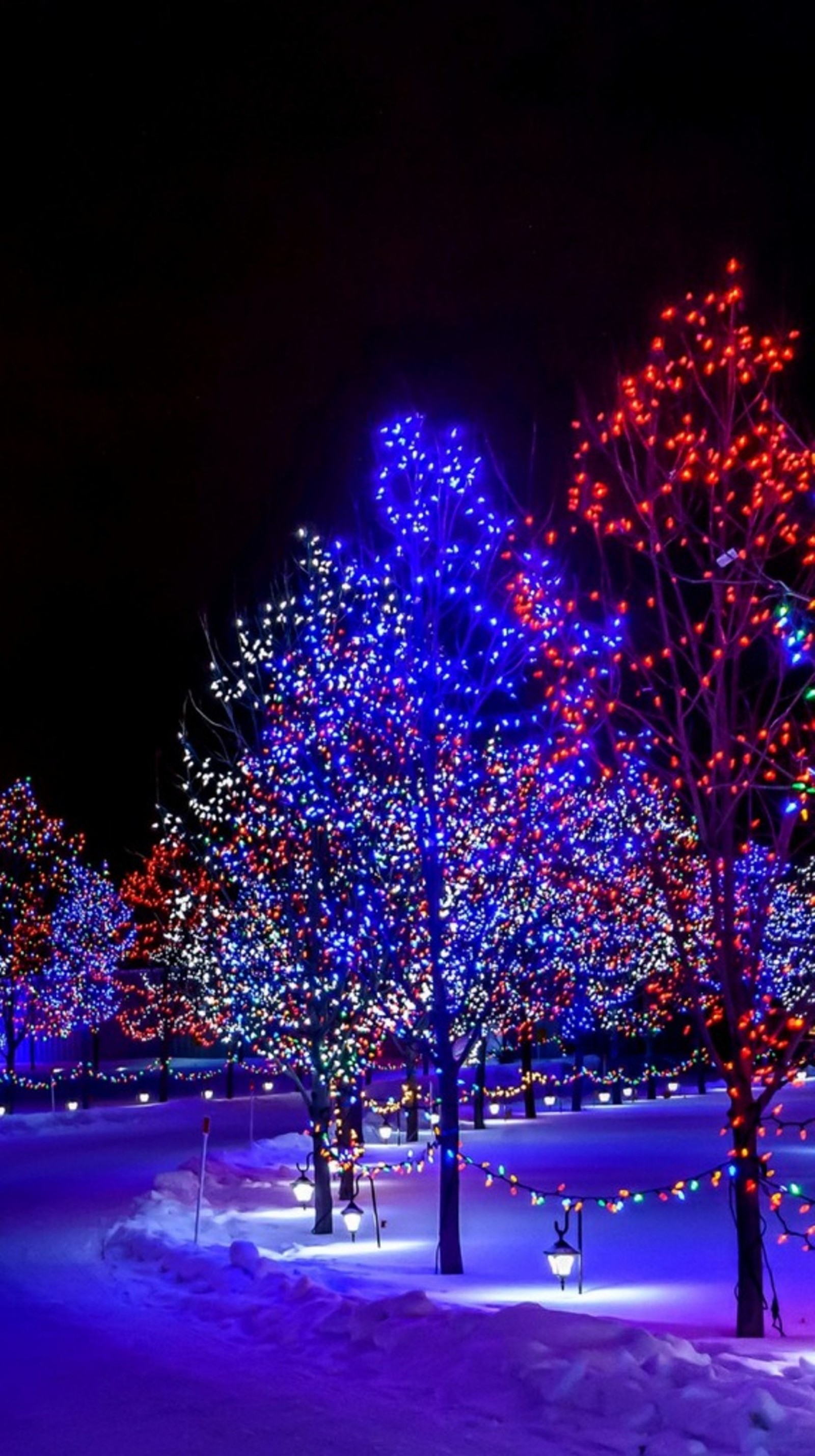 Arafed trees with colorful lights in a snowy park (holiday, lights, night, trees)