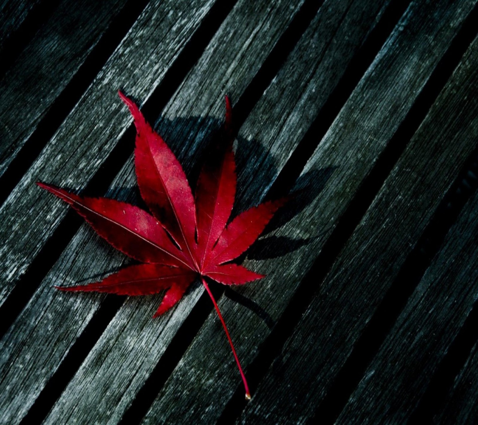 Arafed red leaf on a wooden bench on a dark day (leaf, red)