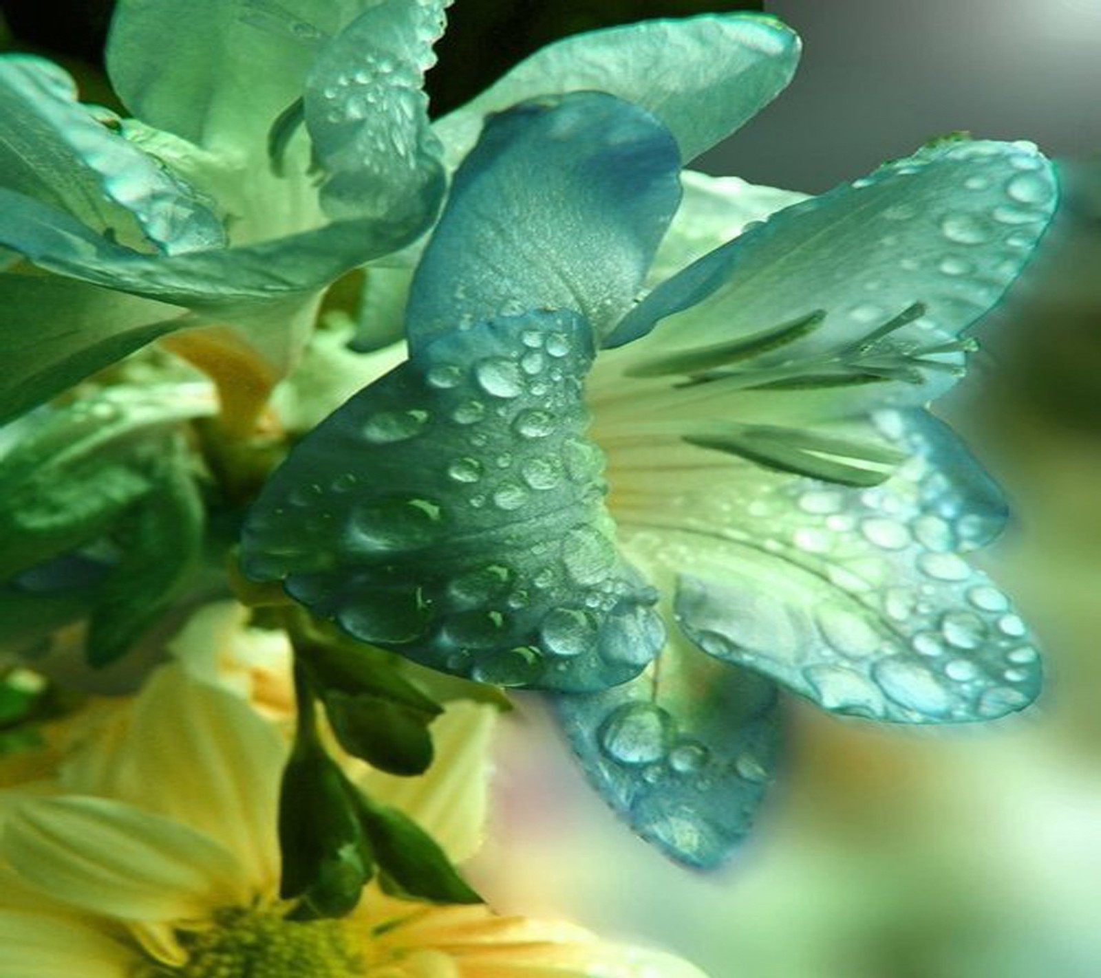 Close de uma flor com gotas de água sobre ela (flor, legal)