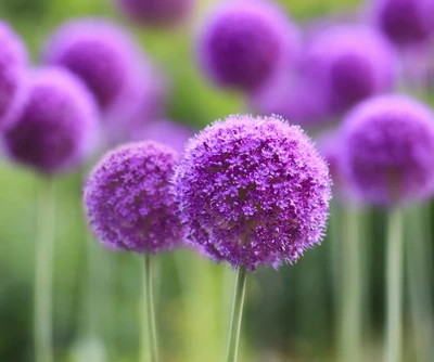 Flores de alium roxas vibrantes em um ambiente de jardim exuberante