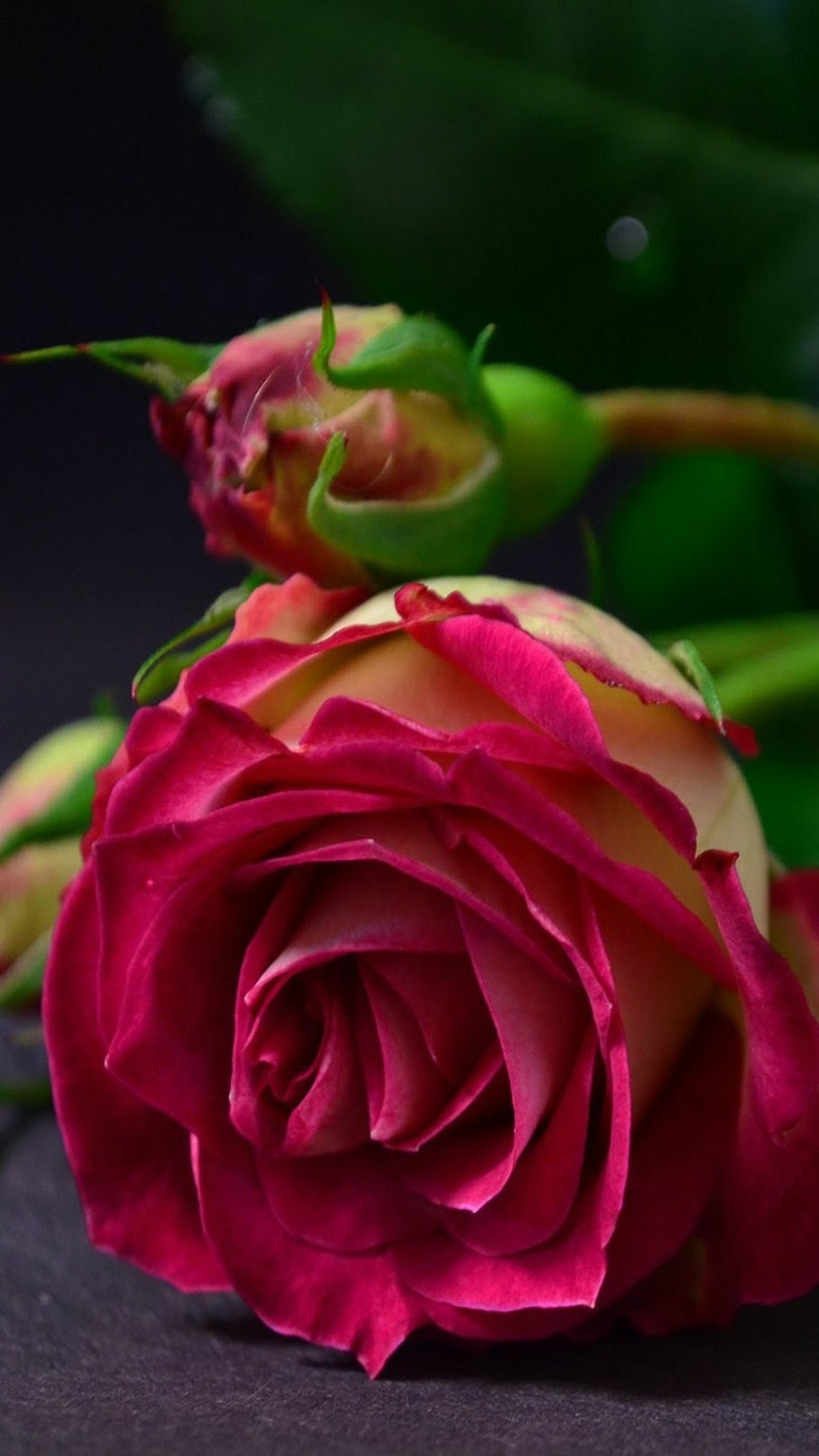 Una rosa que está sobre una mesa (flores, rosas)