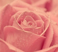 pink, rose