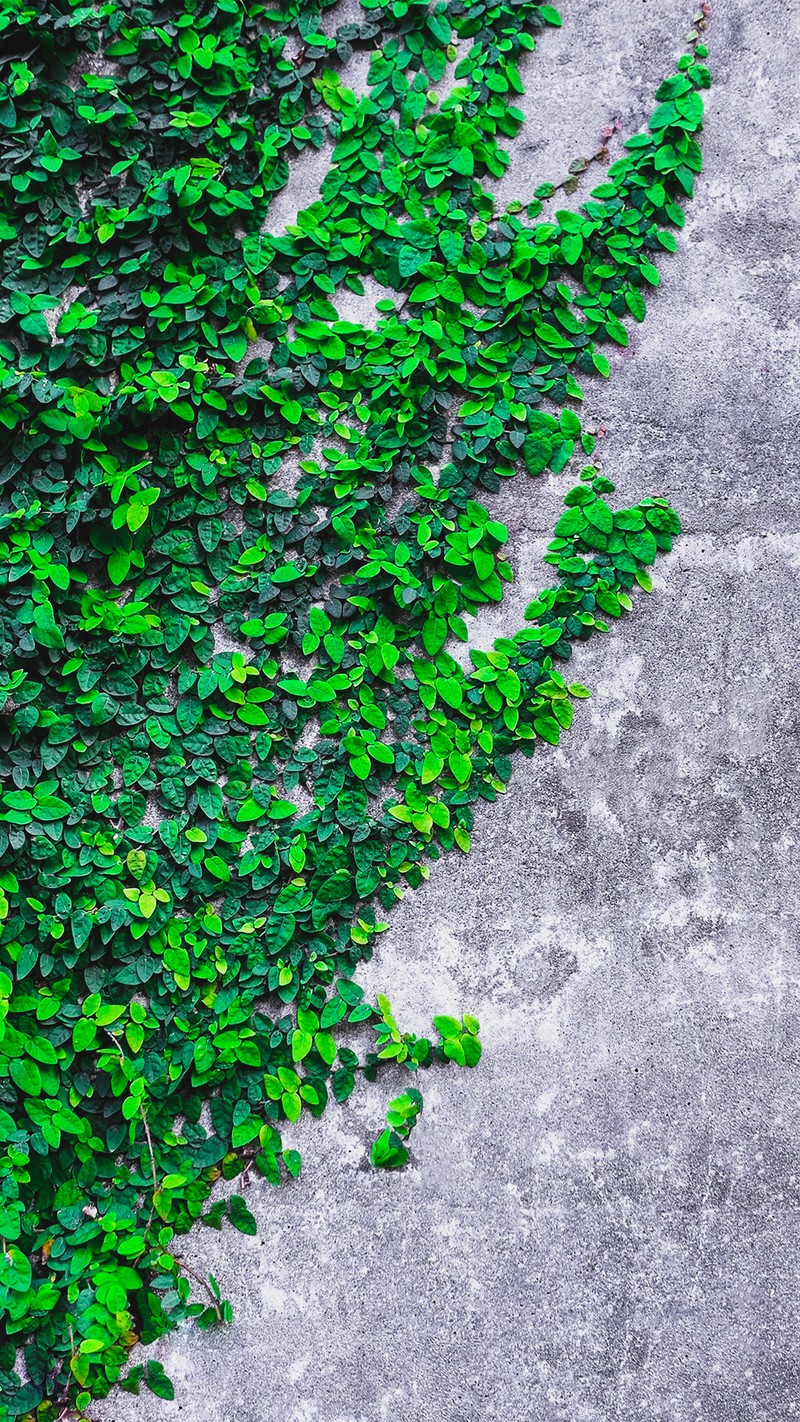 A close up of a green plant growing on a concrete wall (ios, iphone, nature)