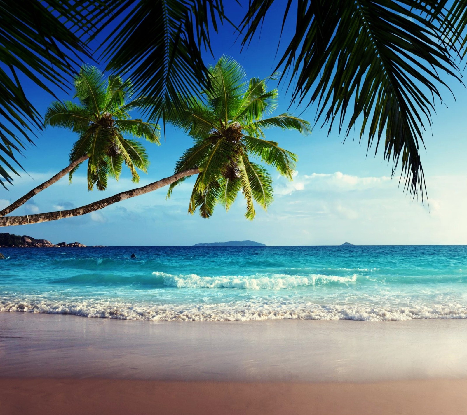 Palmen am strand mit blauem himmel und ozean im hintergrund (küste, blätter, natur, palmen, meer)