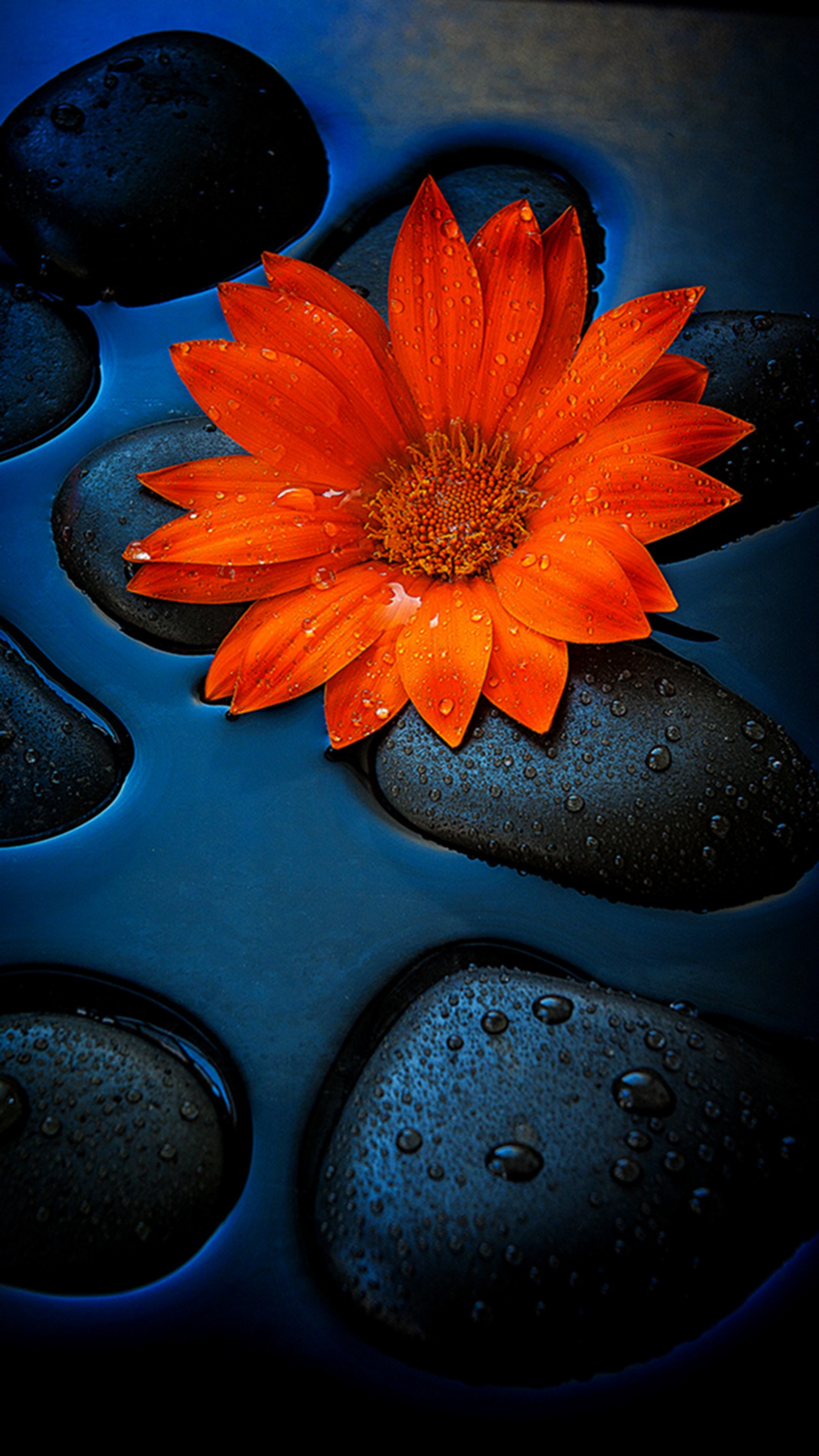 There is a flower that is sitting on some rocks in the water (orange, sunflower)