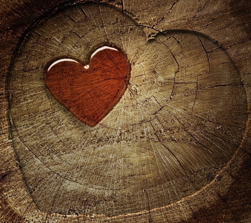 A close up of a heart shaped object on a tree stump (tthete, ytjrtjyrj)