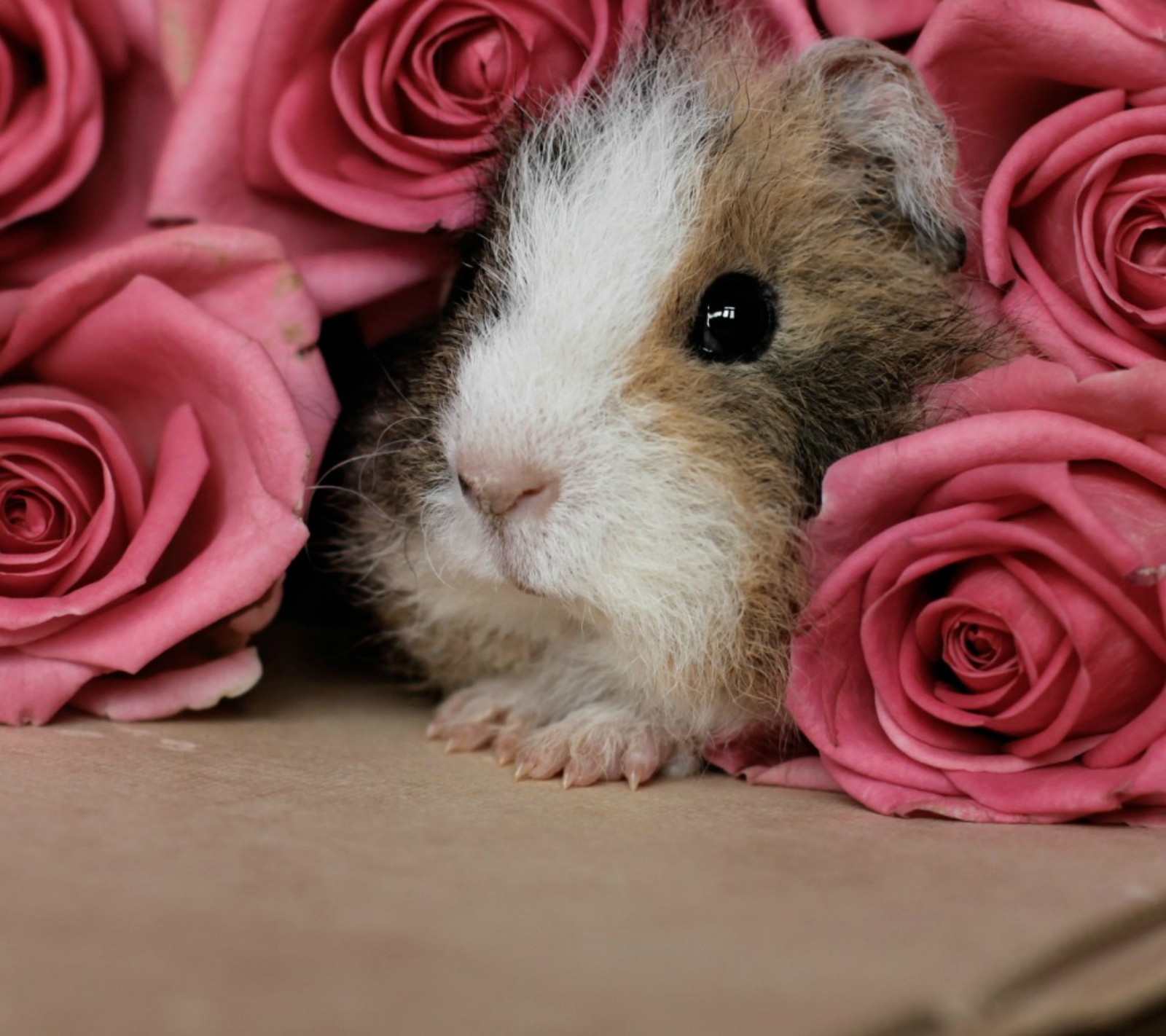 Hay un pequeño conejillo de indias en un ramo de rosas rosas (animal, lindo)