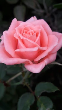 flowers, garden, nature, pink, roses