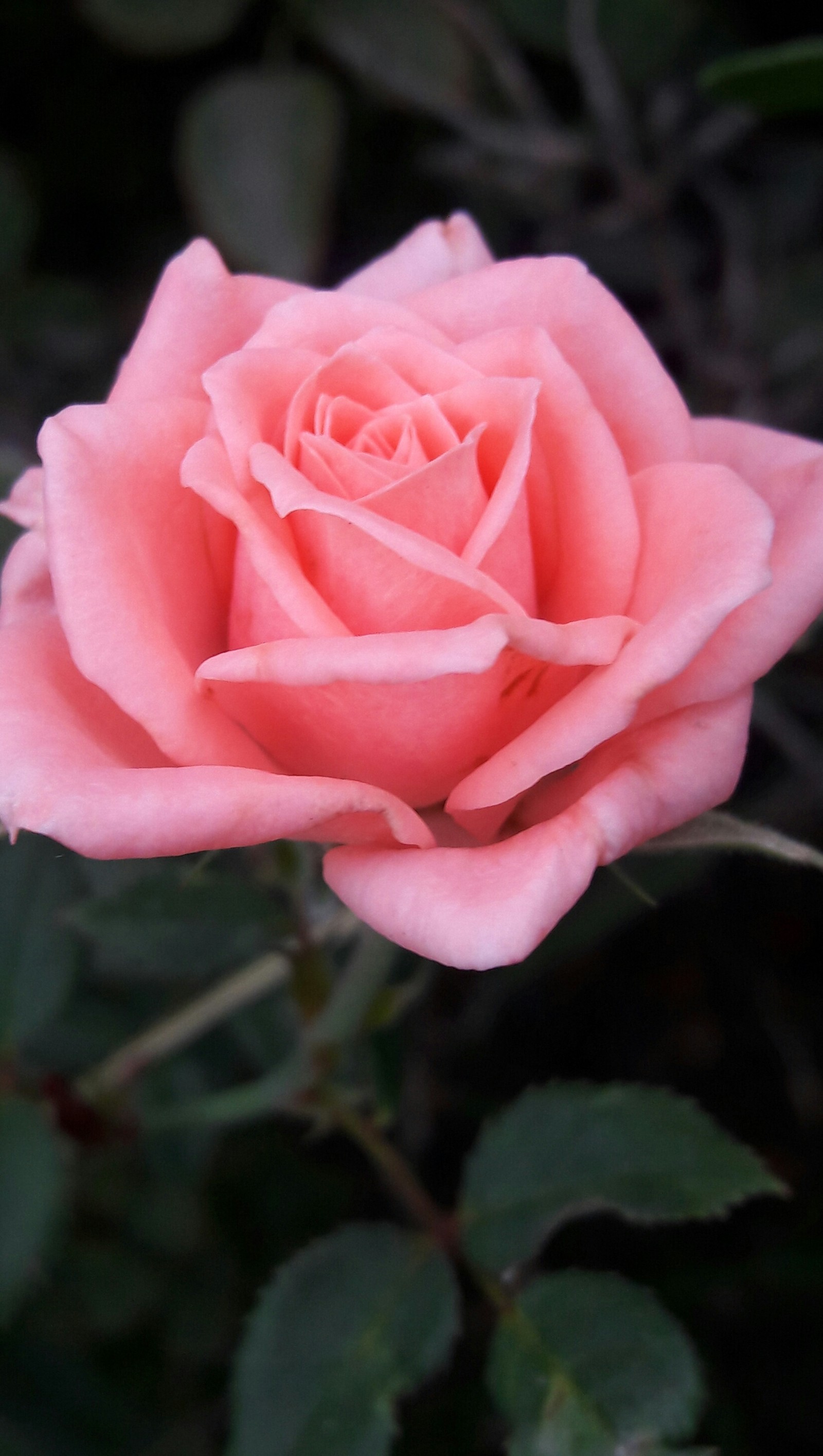 There is a pink rose that is blooming in the garden (flowers, garden, nature, pink, roses)