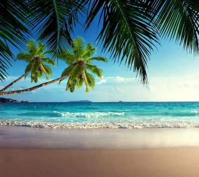 beach, palms, sand, sea