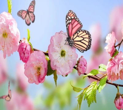 butterflies, spring