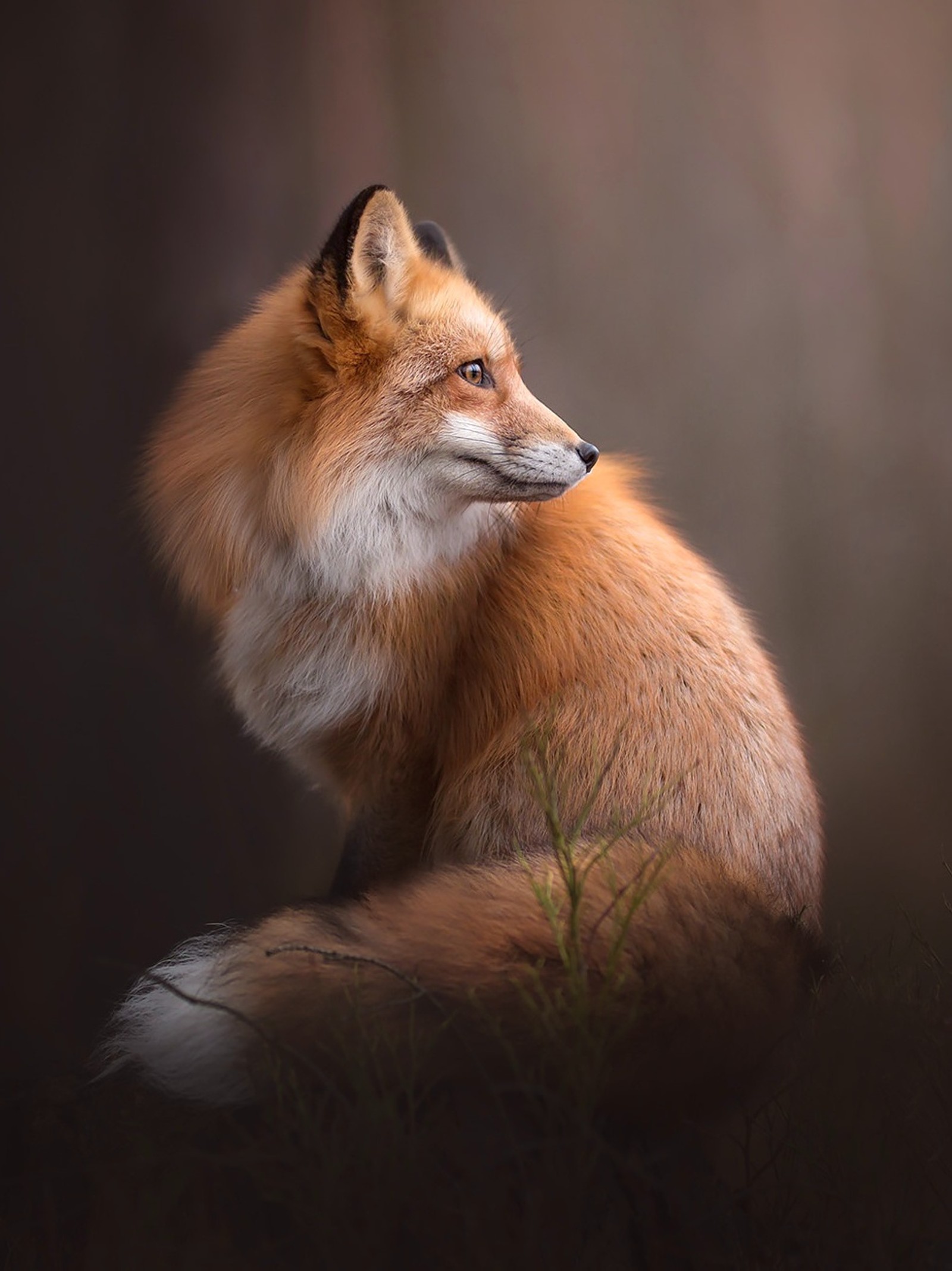 Download background, beautiful, fox, foxes, nice wallpaper for free