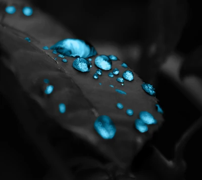 Azure Rain Drops on Dark Leaves