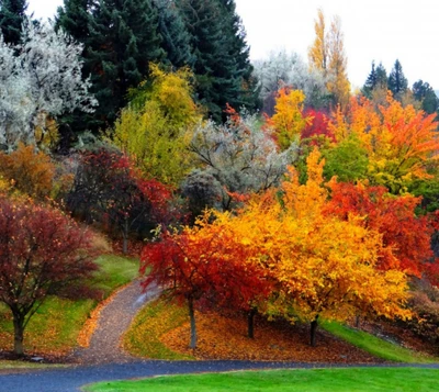 Lebendige herbstliche Laubfärbung in einer ruhigen Naturlandschaft