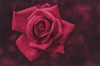 garden roses, pink, flower, rose, red wallpaper