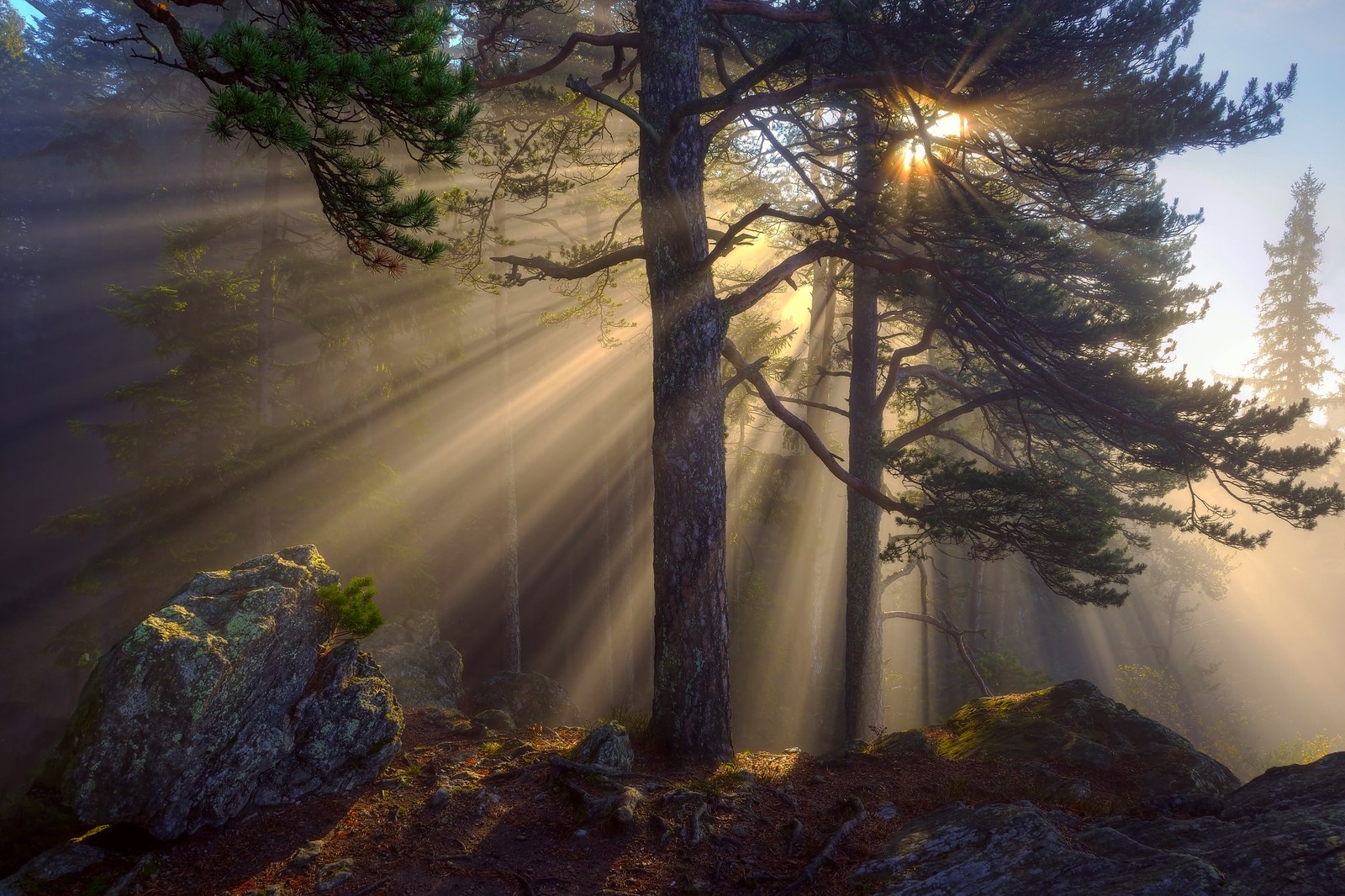 Uma vista de uma floresta com o sol brilhando através das árvores (luz solar, nascer do sol, floresta, natureza, árvore)