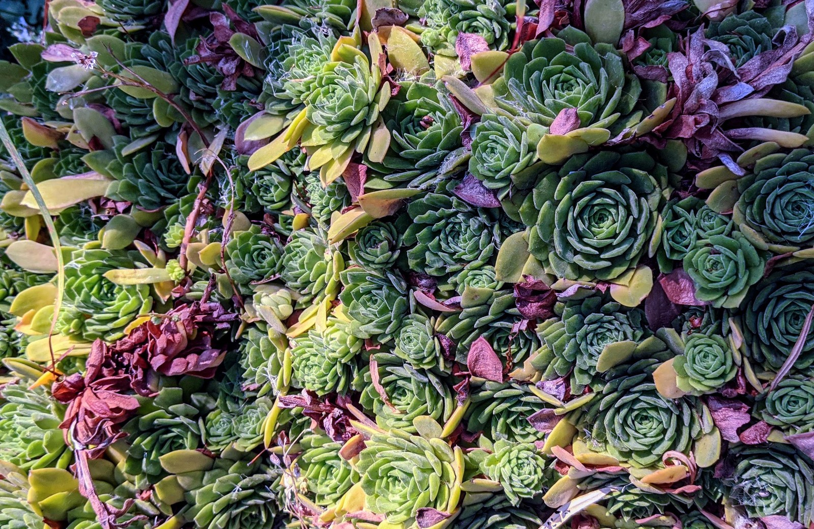 A close up of a bunch of green and red plants (produce, green, purple, leaf vegetable, vegetable)