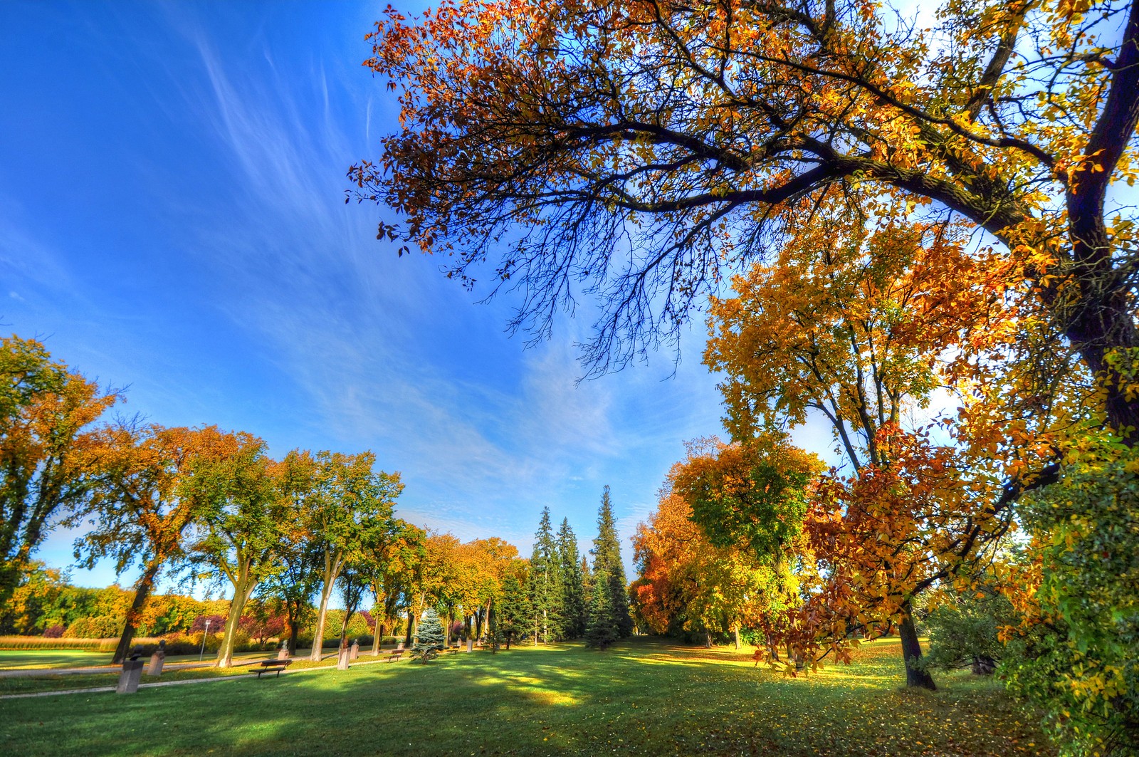 A view of a park with trees and grass and a bench (bench, tree, park, plant, cloud)