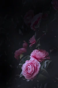 garden roses, pink, rose, black, flower wallpaper