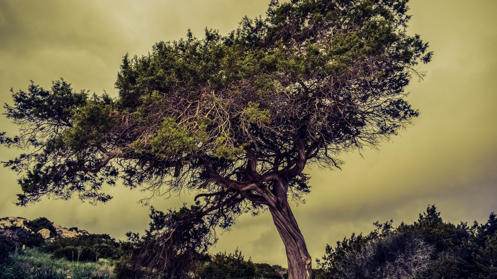 Un arbre qui pousse sur une colline avec un fond de ciel (arbre, nature, végétation, plante ligneuse, branche)